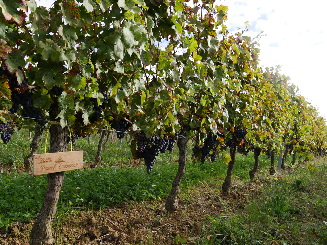 Виноградник на урожай